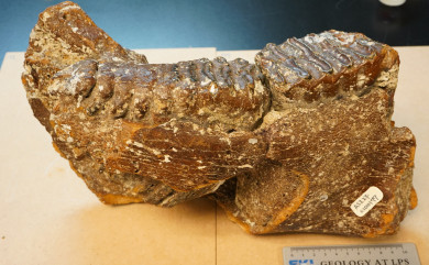 Palaeoloxodon huaihoensis [ASIZF0100177]