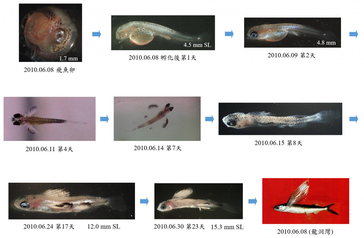 學「海」無涯| 生物多樣性數位博物館