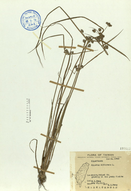 Cyperus difformis L._標本_BRCM 4617