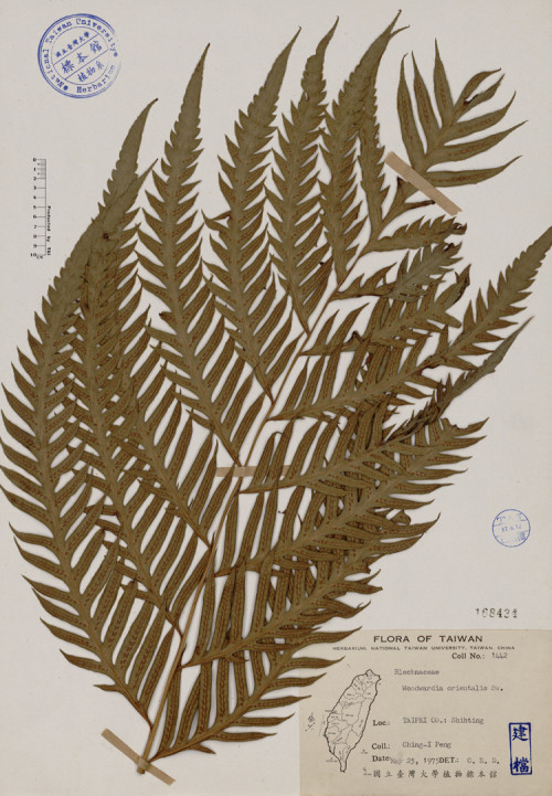 Woodwardia orientalis Sw._標本_BRCM 3995