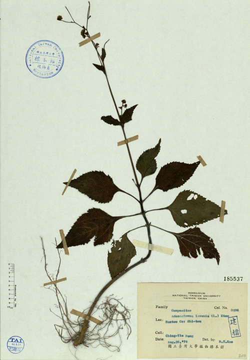 Adenostemma lavenia (L.) Ktze_標本_BRCM 4565