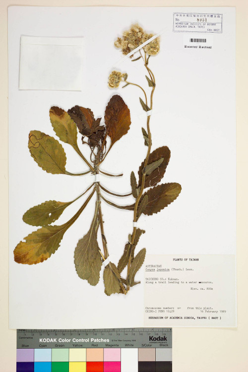 Conyza japonica (Thunb.) Less._標本_BRCM 7214