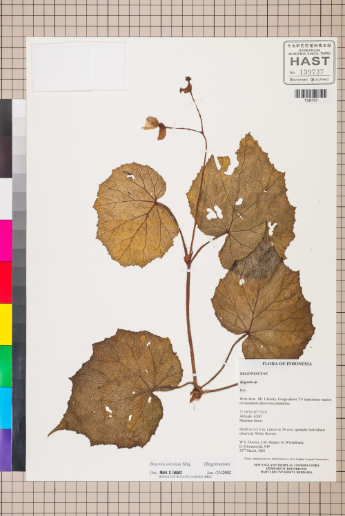 Begonia areolata標本_BRCM 2805