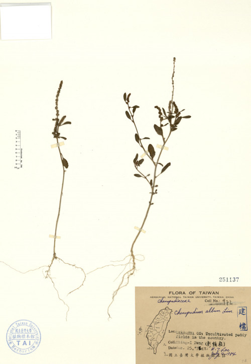 Chenopodium album L._標本_BRCM 4698