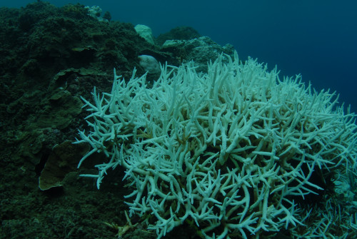 恆春海域珊瑚白化