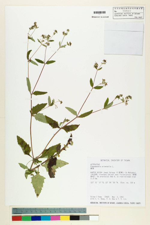 Sigesbeckia orientalis L._標本_BRCM 7428