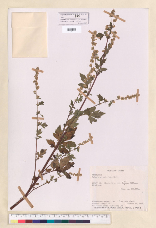 Artemisia lactiflora Wall._標本_BRCM 6748