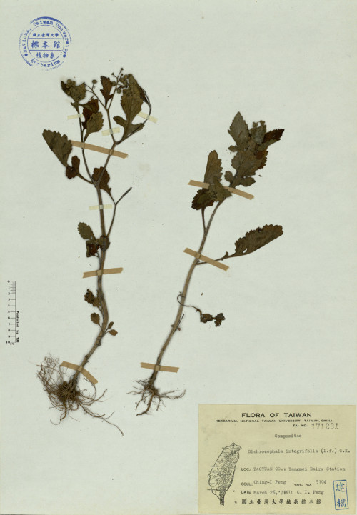Dichrocephala integrifolia (L. f.) O. K._標本_BRCM 4179