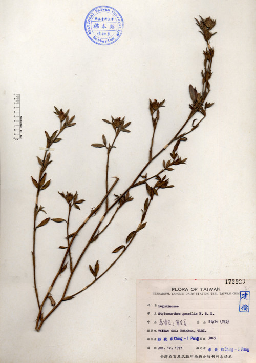 Stylosanthes gracilis H.B.K._標本_BRCM 4407