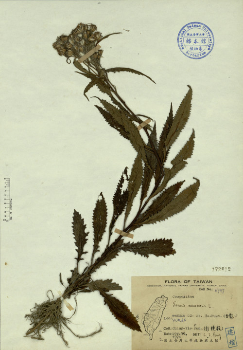 Senecio nemorensis L._標本_BRCM 4357