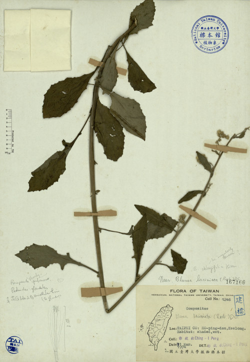 Blumea laciniata (Roxb.) DC._標本_BRCM 3889