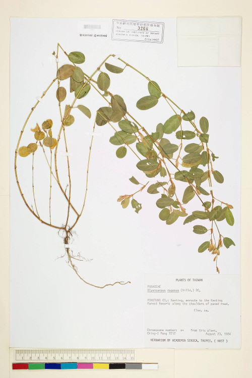 Alysicarpus rugosus (Willd.) DC._標本_BRCM 5986