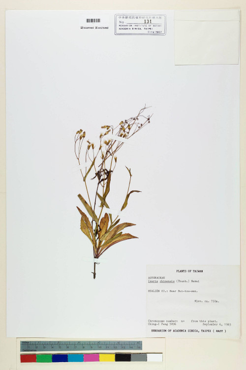 Ixeris chinensis (Thunb.) Nakai_標本_BRCM 6440