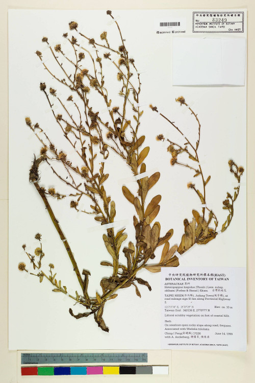 Heteropappus hispidus (Thunb.) Less. subsp. oldhami (Forbes & Hemsl.) Kitam._標本_BRCM 7515