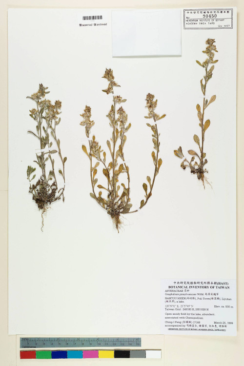 Gnaphalium pensylvanicum Willd._標本_BRCM 5630