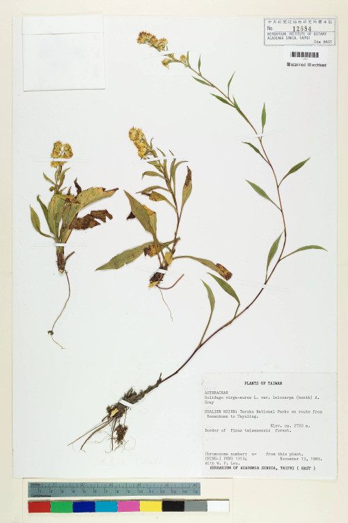 Solidago virgaurea L. var. leiocarpa (Benth.) A. Gray_標本_BRCM 7286