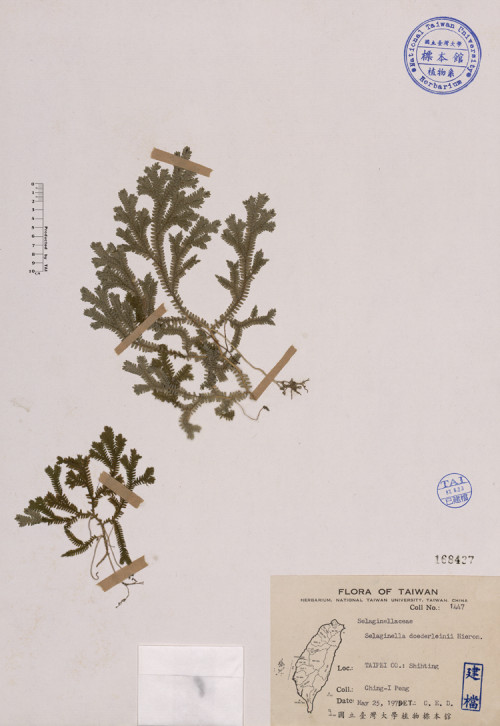 Selaginella doederleinii Hieron._標本_BRCM 3998