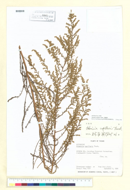 Artemisia capillaris Thunb._標本_BRCM 6595
