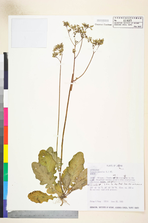 Youngia japonica (L.) DC._標本_BRCM 5515