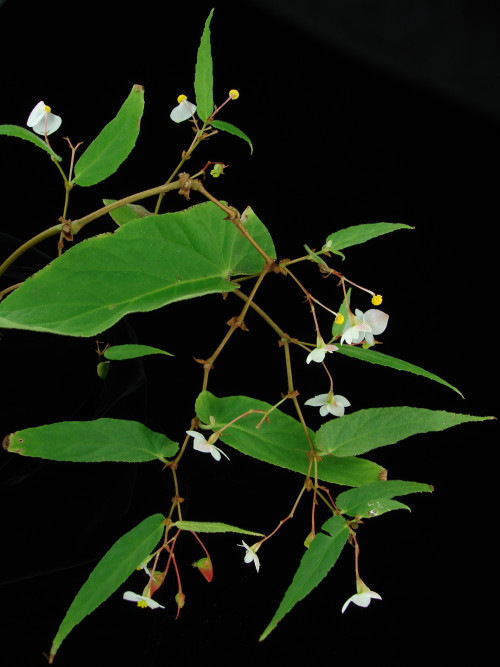 Begonia griffithiana (A.DC.) Warb.
