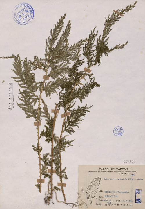 Selaginella delicatula (Desv.) Alston_標本_BRCM 4460