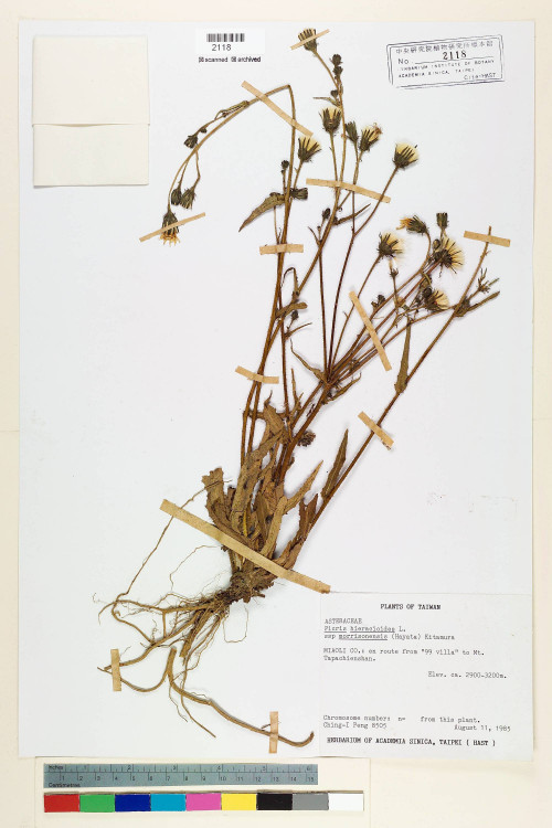Picris hieracioides L. subsp. morrisonensis (Hayata) Kitam._標本_BRCM 6729