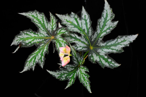 Begonia diadema Linden