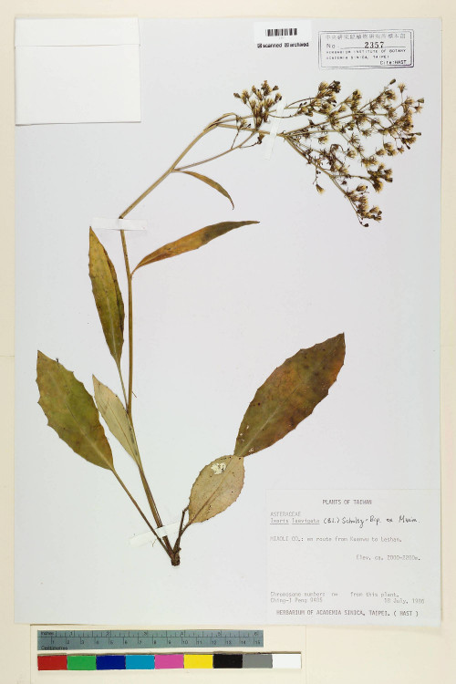Ixeris laevigata (Blume) Schultz-Bip. ex Maxim var. oldhami (Maxim.) Kitam._標本_BRCM 6835