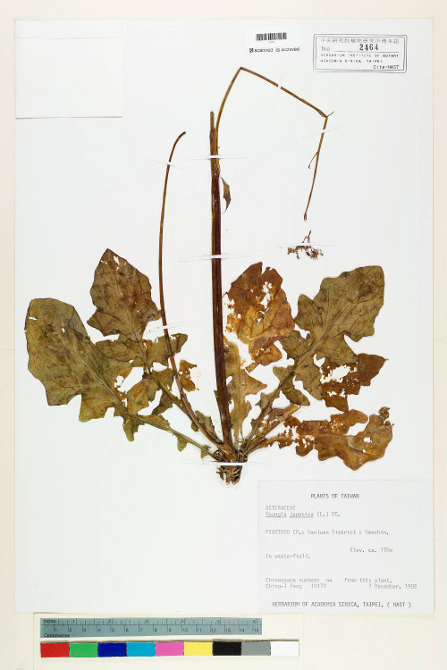 Youngia japonica (L.) DC._標本_BRCM 5494