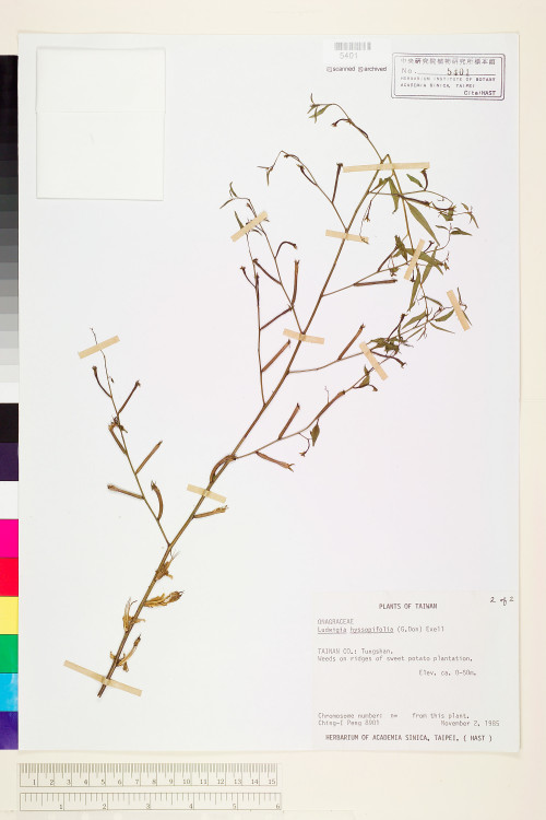Ludwigia hyssopifolia (G. Don) Exell_標本_BRCM 3611
