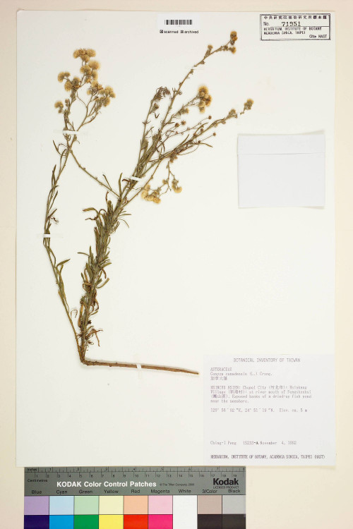 Conyza canadensis (L.) Cronq. var. pusilla (Nutt.) Cronq._標本_BRCM 7421