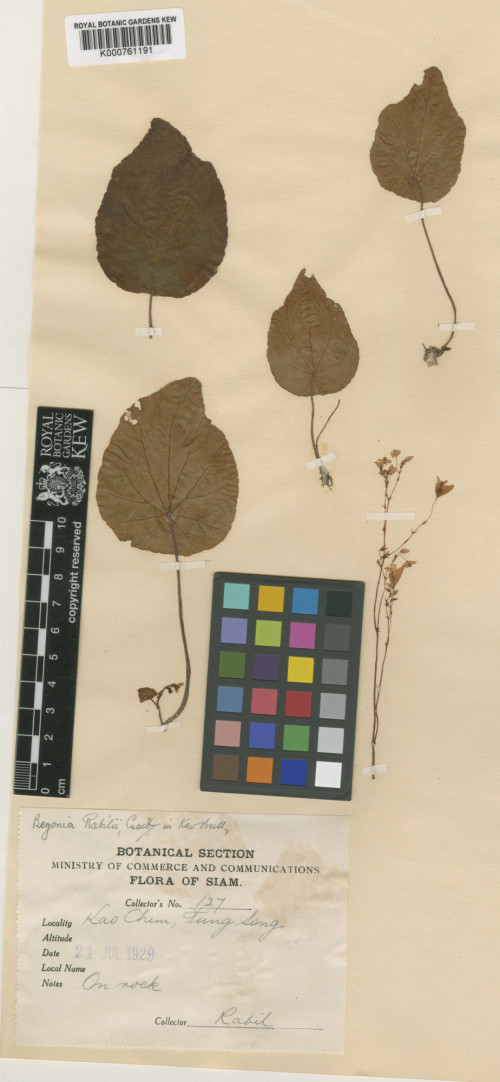 Begonia rabilii標本_BRCM 8759