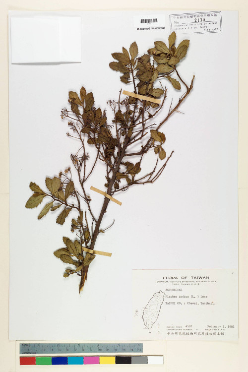 Pluchea indica (L.) Less._標本_BRCM 5919