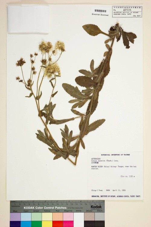 Conyza japonica (Thunb.) Less._標本_BRCM 6513