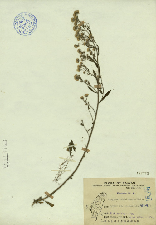 Erigeron sumatrensis Retz._標本_BRCM 4338