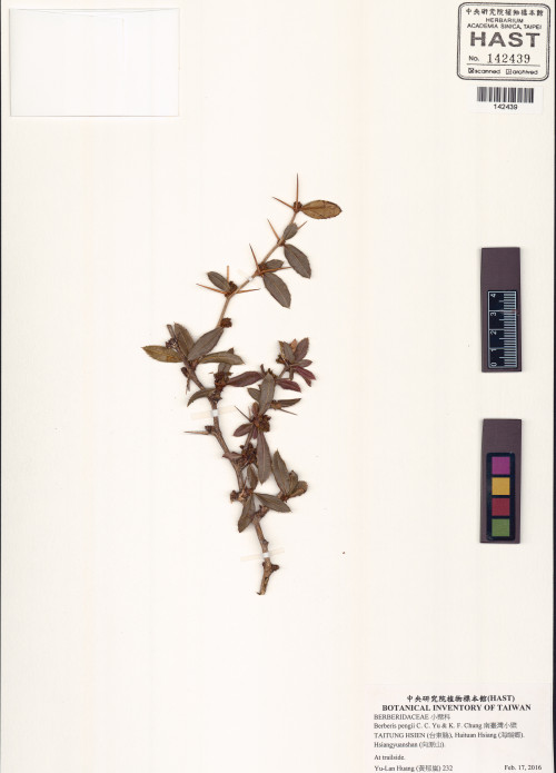 Berberis pengii C. C. Yu & K. F. Chung_標本_BRCM 6045
