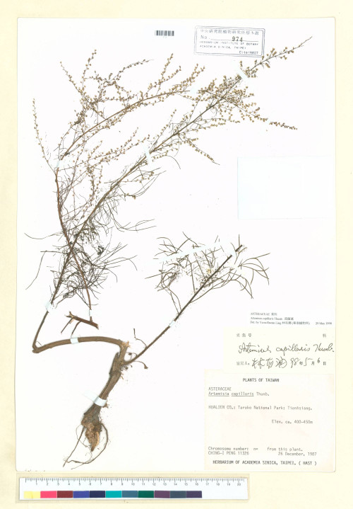 Artemisia capillaris Thunb._標本_BRCM 7054