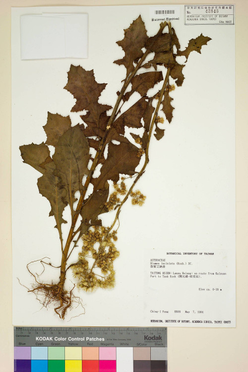 Blumea laciniata (Roxb.) DC._標本_BRCM 3754