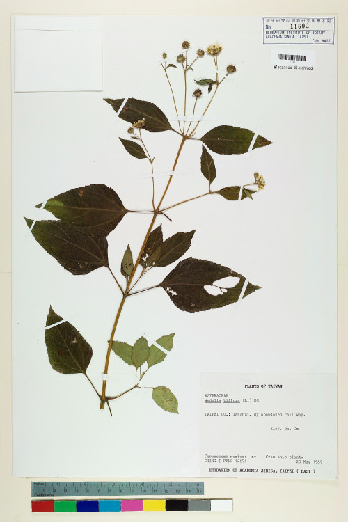 Wedelia biflora (L.) DC._標本_BRCM 6214