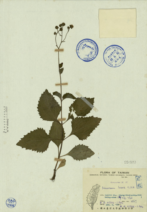 Adenostemma lavenia (L.) O. K._標本_BRCM 4668