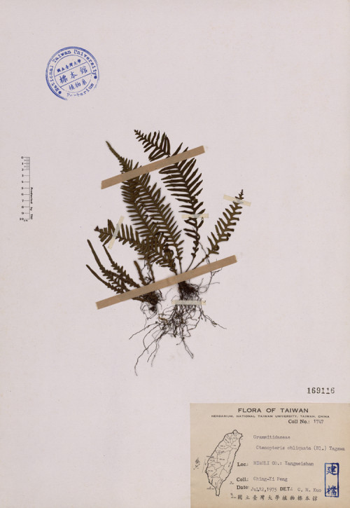 Ctenopteris obliquata (Bl.) Tagawa_標本_BRCM 4088