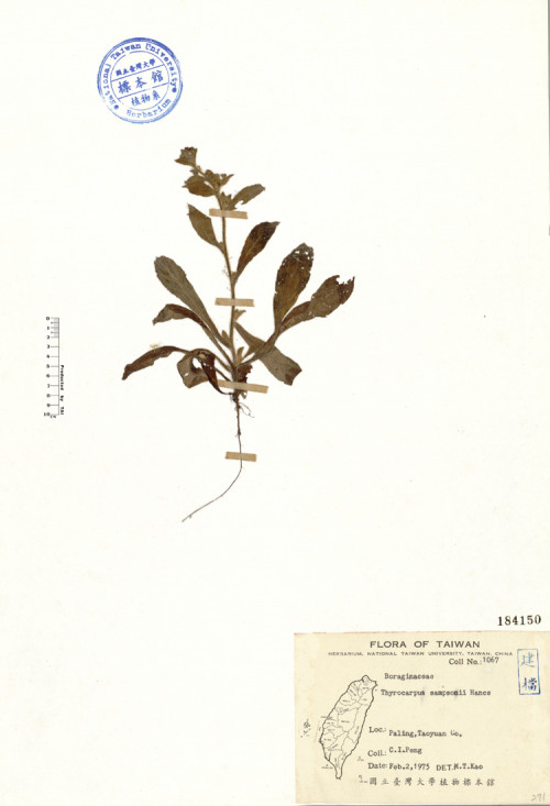 Thyrocarpus sampsonii Hance_標本_BRCM 4536