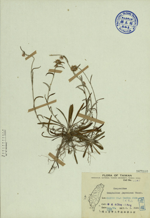 Gnaphalium japonicum Thunb._標本_BRCM 3854