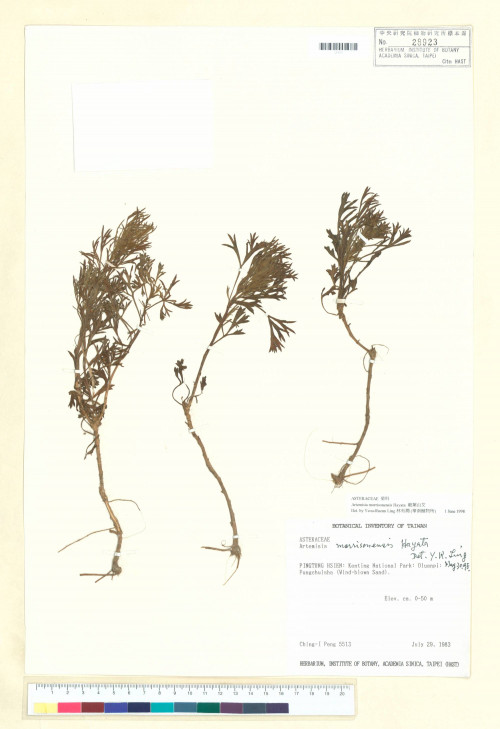 Artemisia morrisonensis Hayata_標本_BRCM 6409