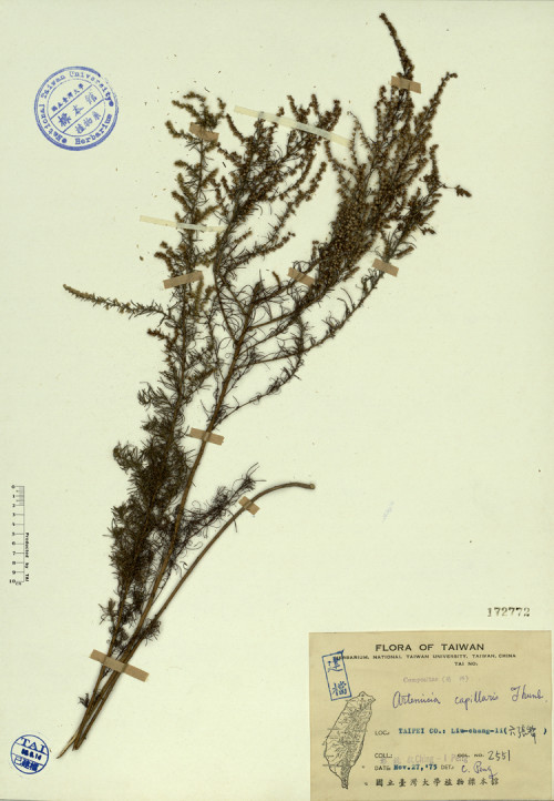 Artemisia capillaris Thunb._標本_BRCM 4322