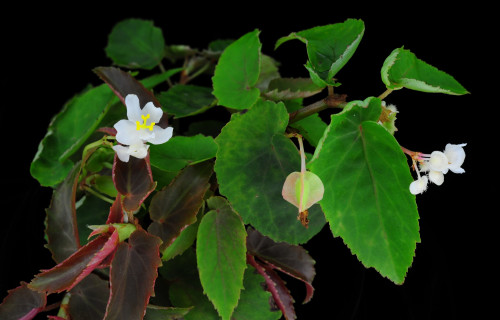 Begonia obversa C.B.Clarke