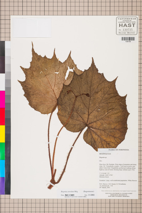 Begonia areolata標本_BRCM 2803