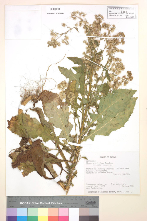 Blumea laciniata (Roxb.) DC._標本_BRCM 4841