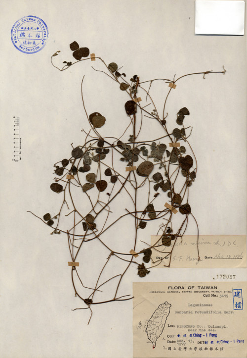 Dunbaria rotundifolia Merr._標本_BRCM 4229