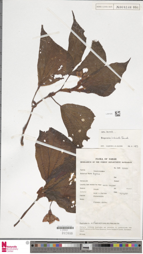 Begonia imbricata標本_BRCM 8762